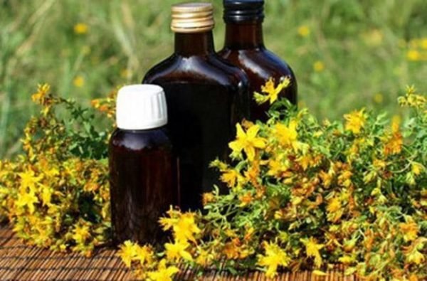 Настоянка звіробою: рецепти приготування в домашніх умовах спиртового цілющого продукту на горілку, самогон та спирту та інструкція по застосуванню